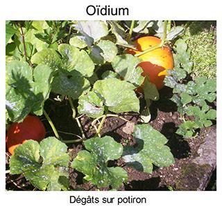 Oïdium sur potiron