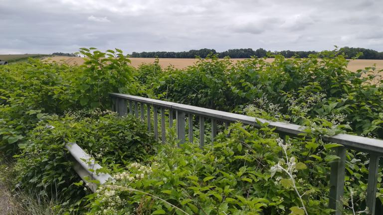 Renouée du Japon - sur un bord de route, feuilles vertes et fleurs blanches de la renouée envahissent la rambarde.